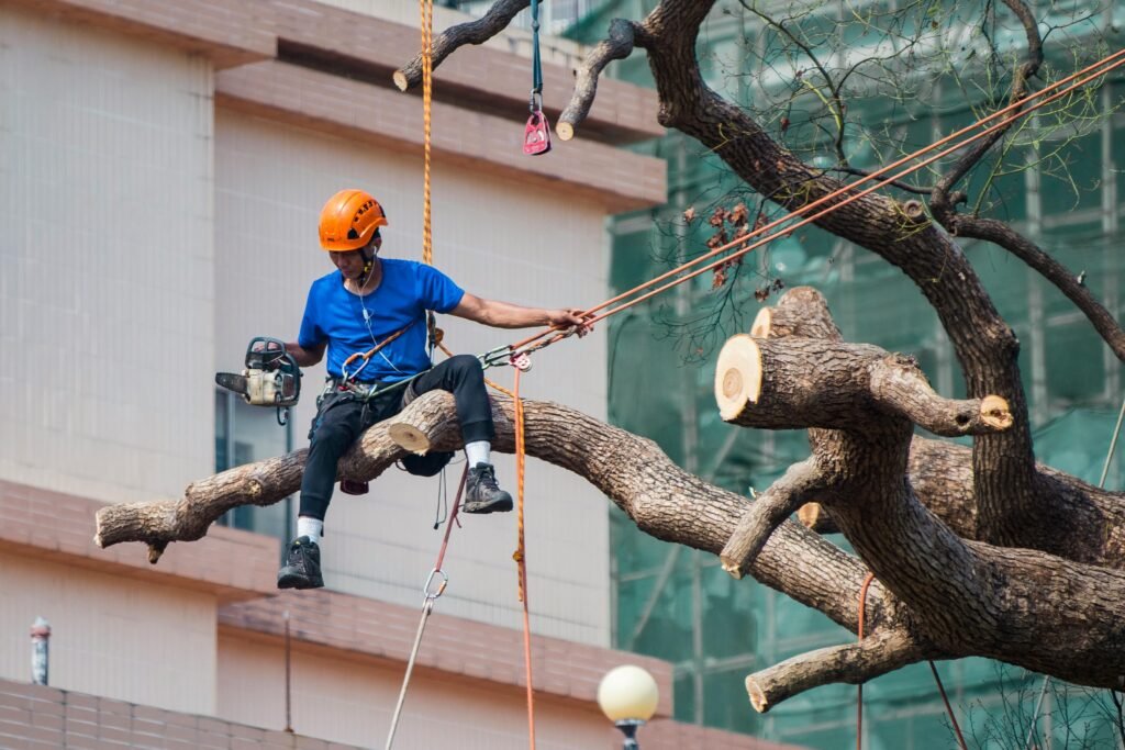 Tree surgeon using a chainsaw to prune branches while secured with ropes in Kowloon, Hong Kong.